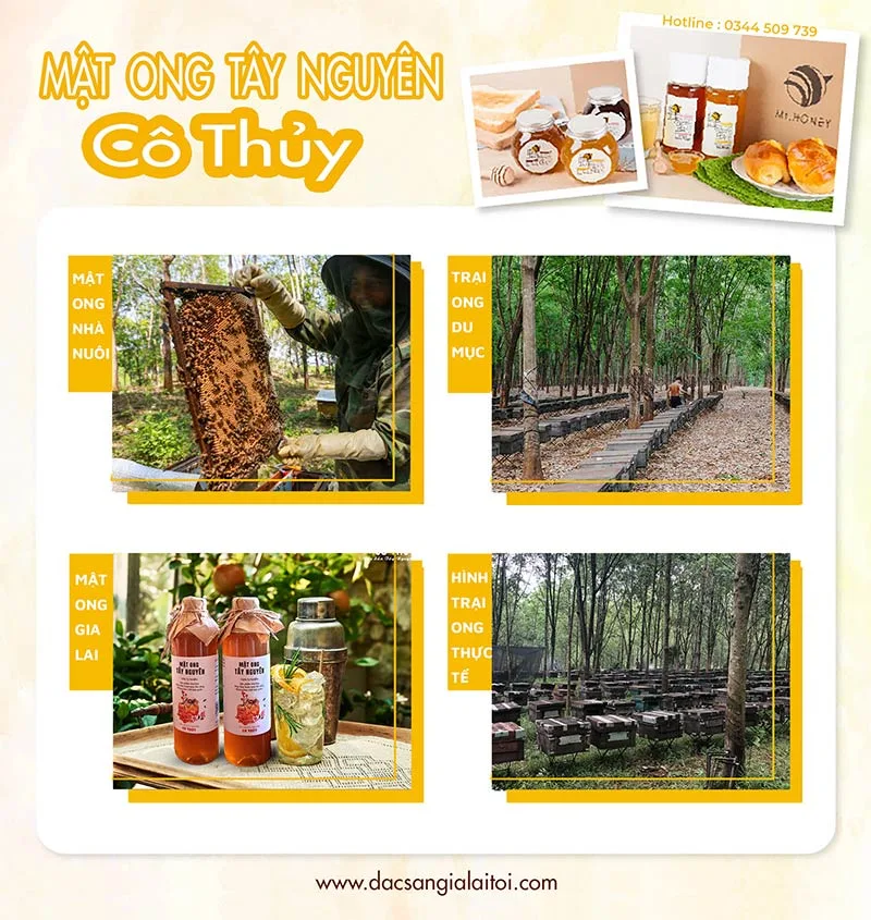 MẬT ONG TÂY NGUYÊN CÔ THỦY - ĐỊA CHỈ BÁN MẬT ONG NGUYÊN CHẤT UY TÍN MẬT ONG TÂY NGUYÊN CÔ THỦY - ĐỊA CHỈ BÁN MẬT ONG NGUYÊN CHẤT UY TÍN