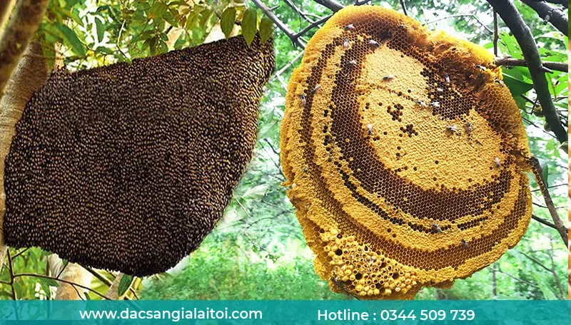 Mật ong loại nào tốt - Mật ong rừng Mật ong loại nào tốt - Mật ong rừng