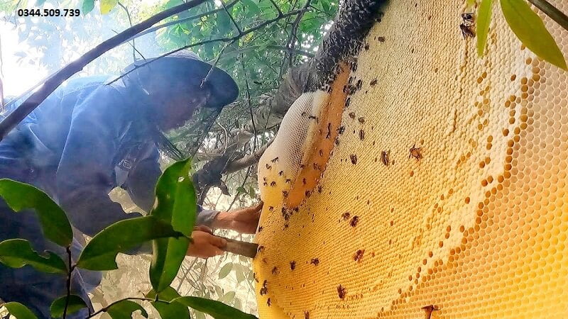 Mật ong Khoái - mật ong rừng khổng lồ