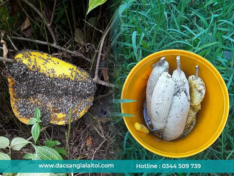 Mật ong rừng là gì ? Mật ong rừng gồm những loại nào ? Mật ong rừng là gì ? Mật ong rừng gồm những loại nào ?