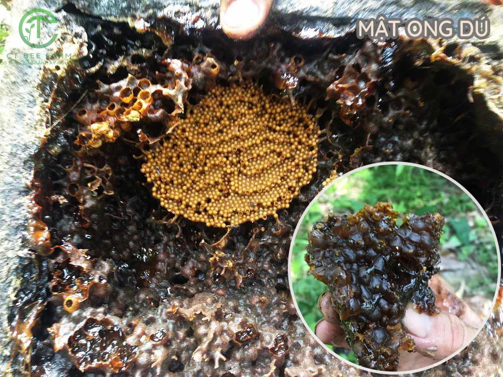 Mật ong dú rừng tự nhiên Mật ong dú rừng tự nhiên