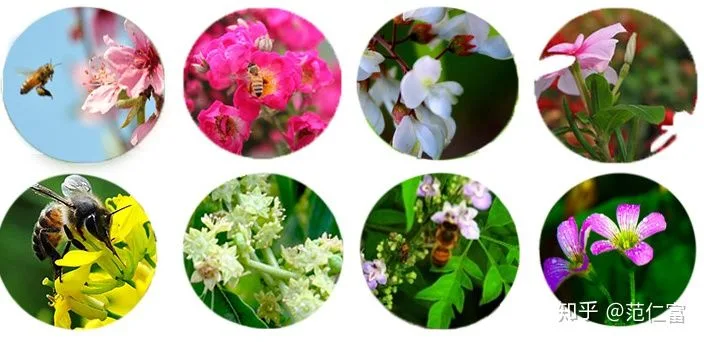 Nguồn mật hoa - Sự khác biệt giữa mật ong rừng và mật ong nuôi Nguồn mật hoa - Sự khác biệt giữa mật ong rừng và mật ong nuôi