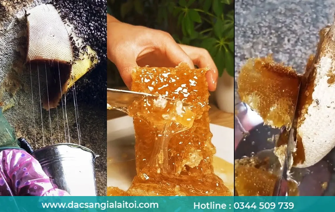 Mật ong rừng gồm những loại nào ? Mật ong rừng gồm những loại nào ?