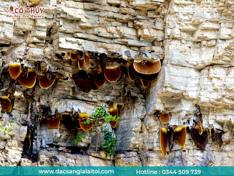 Mật ong đá là loại mật ong ở những vách núi cao và rất quý hiếm