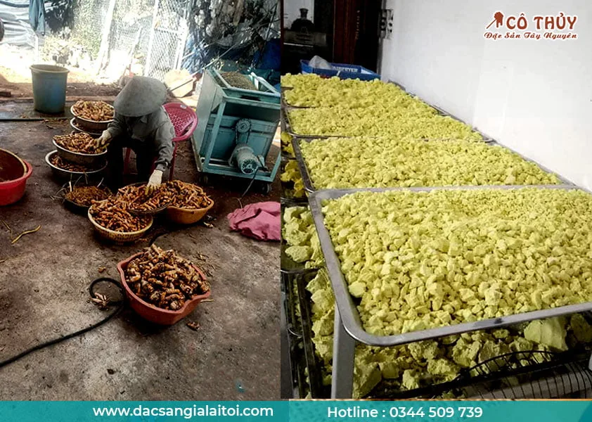 Hình ảnh thực tế tại xưởng nghệ nhà làm - Đặc sản Tây Nguyên lấy trực tiếp từ xưởng nghệ giá tốt nhất cho quý khách. 