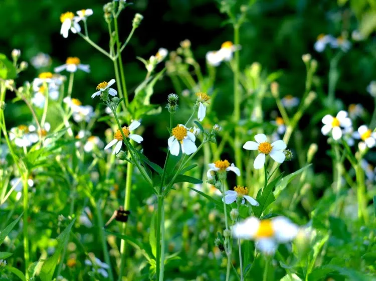 Nguồn mật hoa rừng từ các loại hoa cỏ, xuyến chi, dã quỳ, đa hoa. Nguồn mật hoa rừng từ các loại hoa cỏ, xuyến chi, dã quỳ, đa hoa.