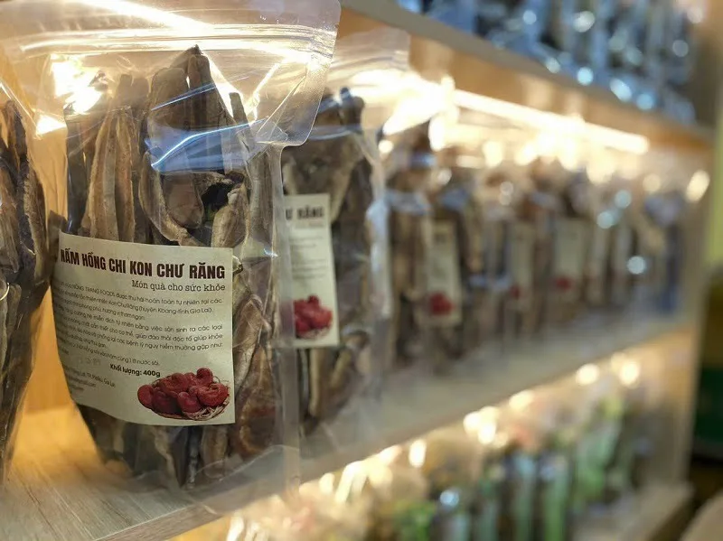 Nấm Hồng Chi Rừng Kon Chư Răng Gia Lai Nấm Hồng Chi Rừng Kon Chư Răng Gia Lai